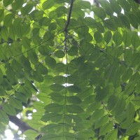 Zanthoxylum rhetsa (Roxb.) DC.